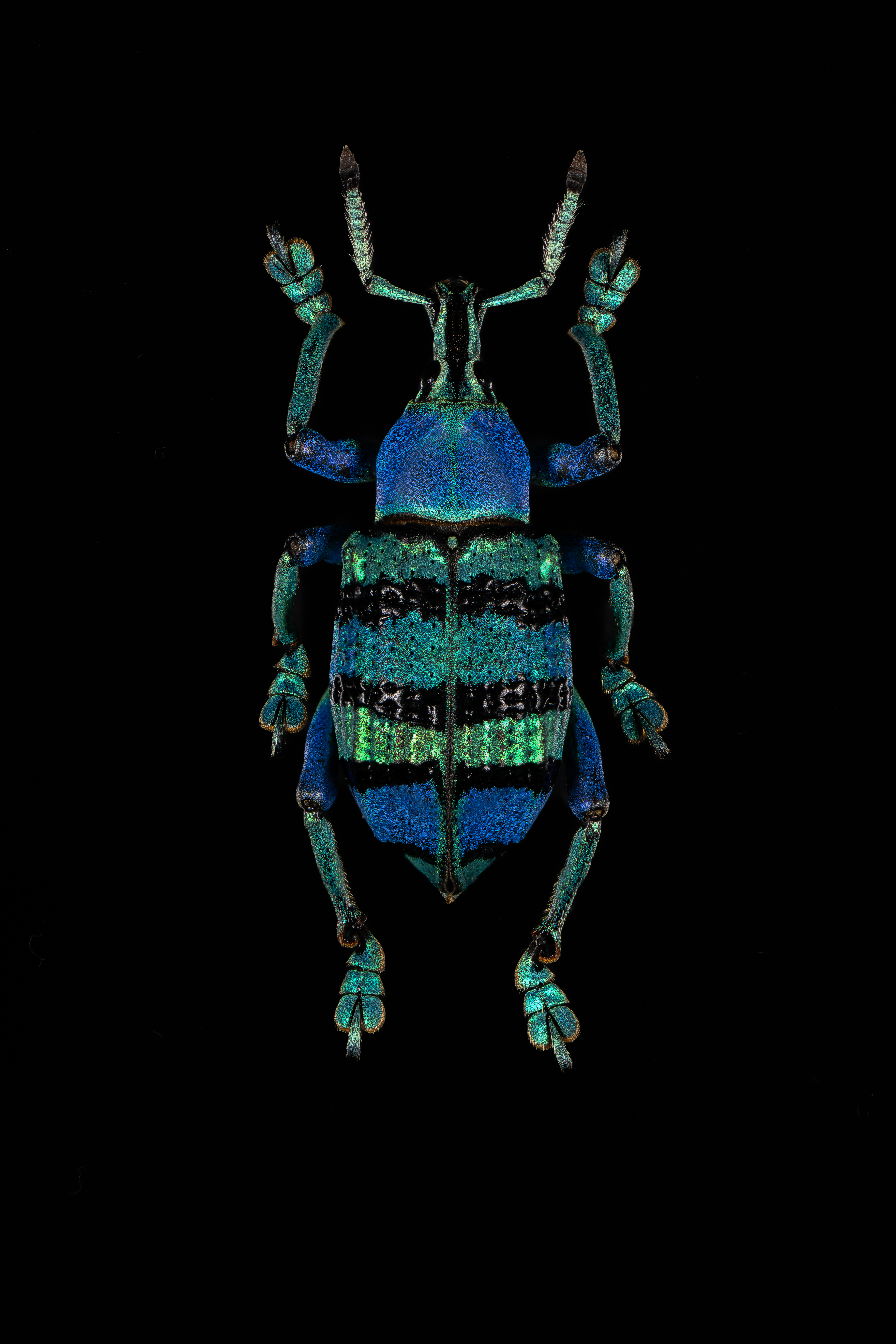 Studio Macro